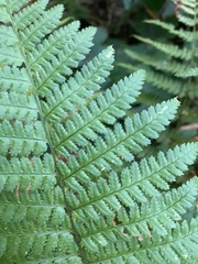 Dryopteris intermedia