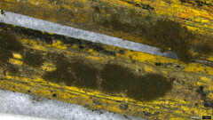Trichaleurina tenuispora