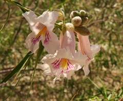 Chilopsis linearis