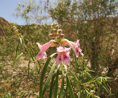 Chilopsis linearis