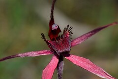 Caladenia formosa