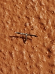 Anstenoptilia marmarodactyla