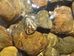 Austrocochlea porcata