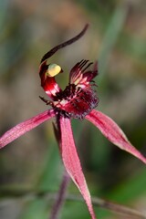 Caladenia formosa