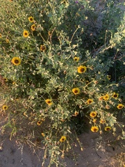 Encelia