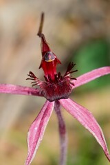 Caladenia formosa