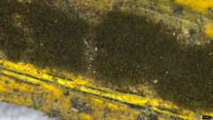 Trichaleurina tenuispora