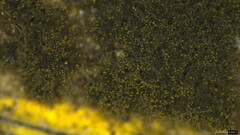 Trichaleurina tenuispora