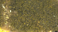 Trichaleurina tenuispora