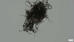 Trichaleurina tenuispora