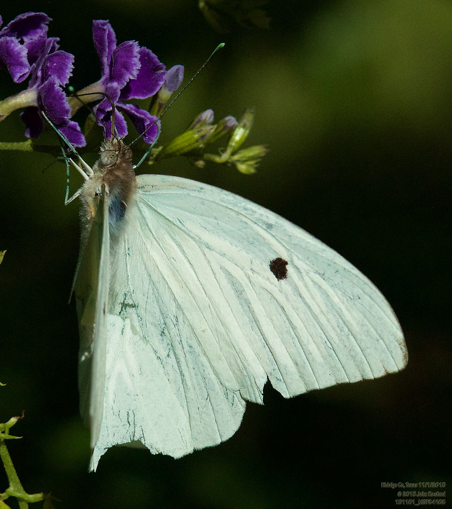 Giant White