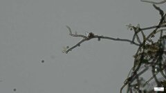 Trichaleurina tenuispora