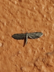 Euacidalia brownsvillea