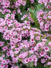Verticordia plumosa