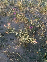 Palafoxia arida arida