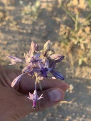 Palafoxia arida arida
