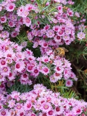 Verticordia plumosa