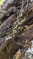 Fungi