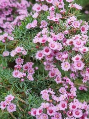 Verticordia plumosa
