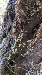 Fungi
