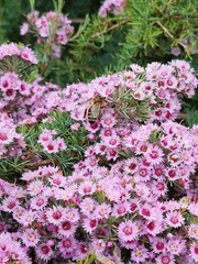 Verticordia plumosa