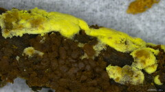 Fungi