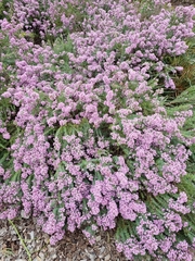 Verticordia plumosa