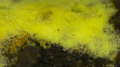 Fungi