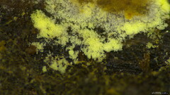 Fungi