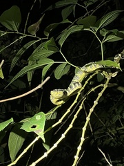 Tropidolaemus wagleri