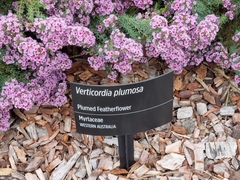 Verticordia plumosa
