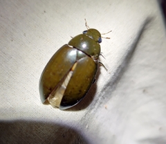 Hydrophilus