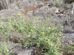 Gomphocarpus physocarpus