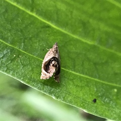 Acroceuthes metaxanthana