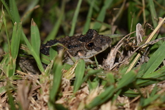 Scinax acuminatus
