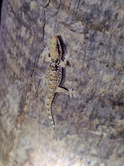 Hemidactylus triedrus