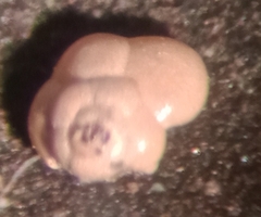 Trochammina inflata