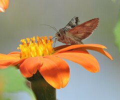 Autographa californica