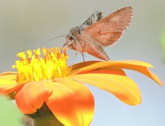 Autographa californica