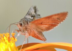 Autographa californica