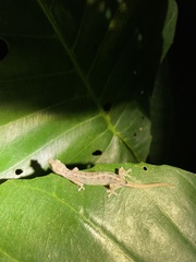 Hemiphyllodactylus typus