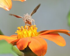 Autographa californica