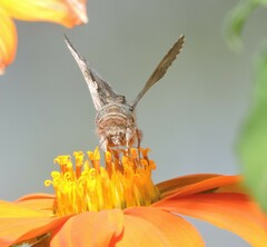 Autographa californica