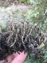 Cladonia verticillata image