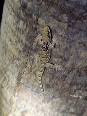 Hemidactylus triedrus