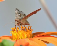 Autographa californica
