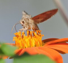 Autographa californica