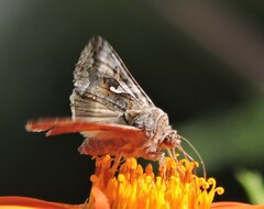 Autographa californica