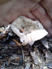 Russula parazurea