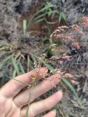 Melinis repens